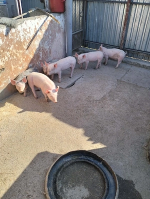 purcei disponibili  - imagine 2