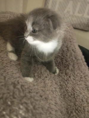 Printese Scottish Fold, pregatite pentru noua casuta - imagine 3