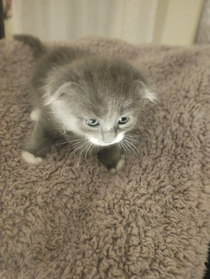 Printese Scottish Fold, pregatite pentru noua casuta - imagine 4