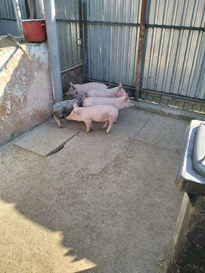 purcei disponibili  - imagine 3