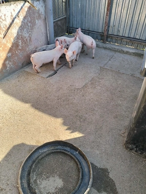 purcei disponibili  - imagine 4