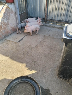 purcei disponibili  - imagine 5