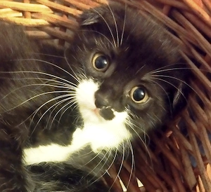 Printese Scottish Fold, pregatite pentru noua casuta - imagine 2