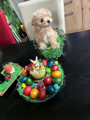 Fetita maltipoo mini