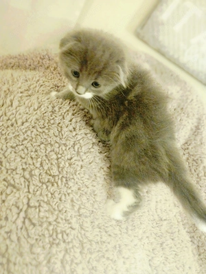 Printese Scottish Fold, pregatite pentru noua casuta - imagine 5