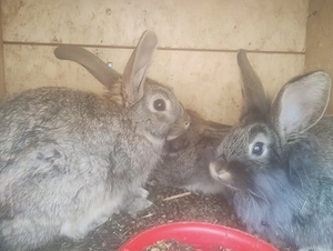 4 iepuri la pachet 400 lei  - imagine 2