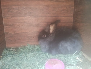 4 iepuri la pachet 400 lei 