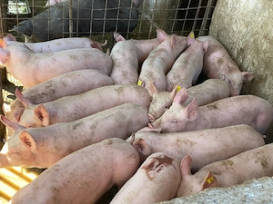 Purcei rasa de carne 