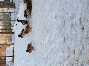 Rate salbatice 3 perechi sau zchimb cu fazani auriu pe galben