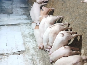 Porci mari si purcei