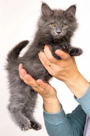Puiuti maine coon - imagine 5