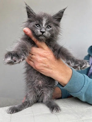 Puiuti maine coon