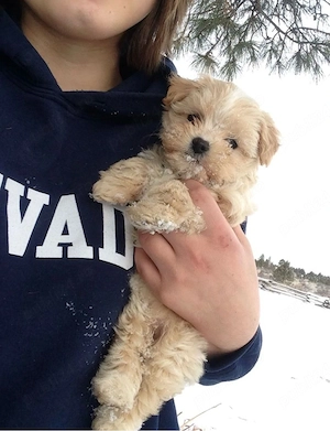 maltipoo catelusa 2 luni