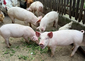 Porci de vanzare - imagine 3