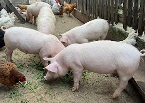 Porci de vanzare - imagine 2