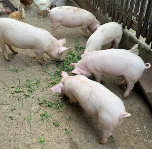 Porci de vanzare - imagine 4