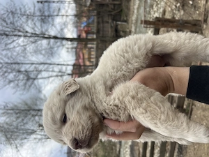 Cățelușă ciobănesc carpatin  - imagine 4