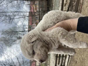 Cățelușă ciobănesc carpatin  - imagine 3