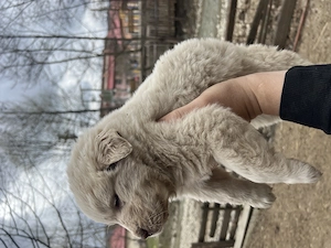 Cățelușă ciobănesc carpatin  - imagine 2