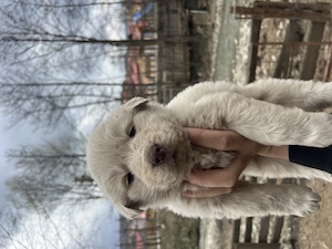 Cățelușă ciobănesc carpatin 