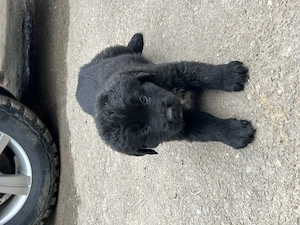 Câine ciobănesc carpatin  - imagine 3