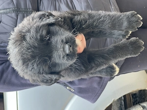 Câine ciobănesc carpatin  - imagine 2