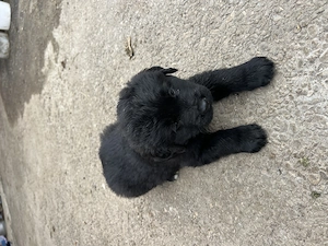 Câine ciobănesc carpatin  - imagine 4