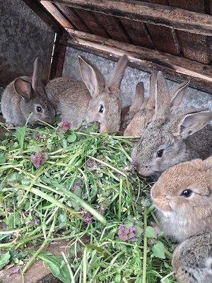 De vânzare:pui de iepuri - imagine 4