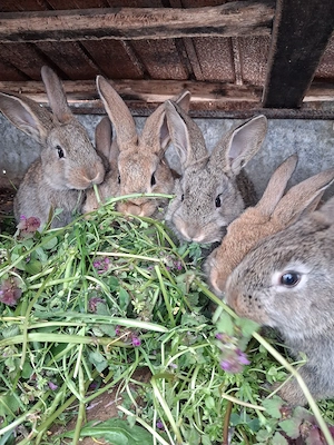 De vânzare:pui de iepuri