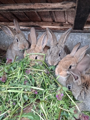 De vânzare:pui de iepuri - imagine 2