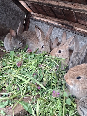 De vânzare:pui de iepuri - imagine 3