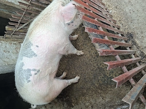Vând două purcele.Preț negociabil.Detalii la  