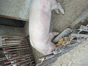 Vând două purcele.Preț negociabil.Detalii la   - imagine 2