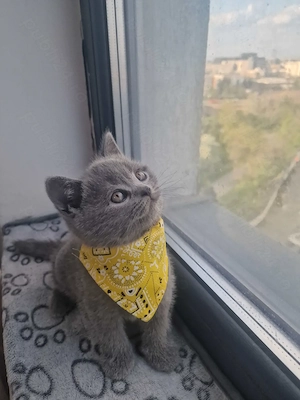 pui british shorthair blue sănătoși 