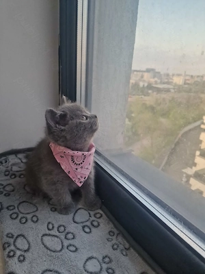 pui british shorthair blue sănătoși  - imagine 2