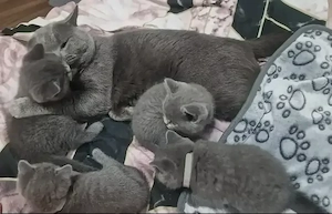pui british shorthair blue sănătoși  - imagine 5