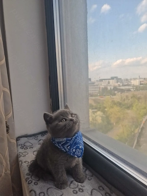 pui british shorthair blue sănătoși  - imagine 4