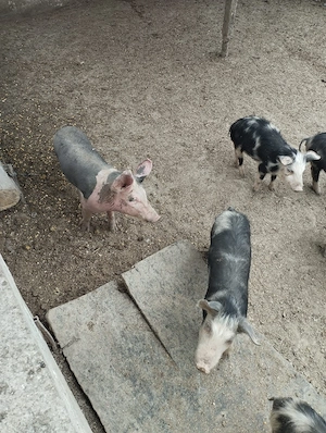 Purcei de vânzare  - imagine 2