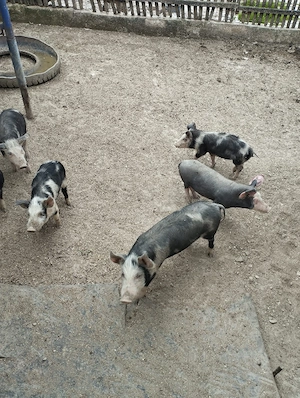 Purcei de vânzare  - imagine 3