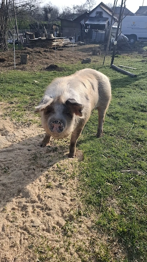 Vand purcea 160-170 kg 