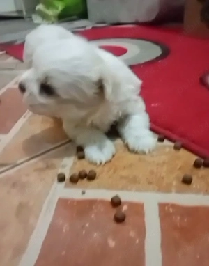 bischon maltez - imagine 2