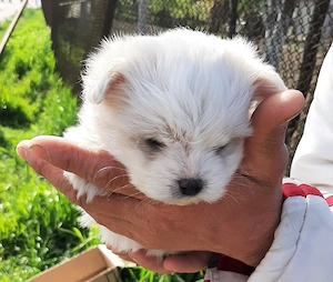 bischon maltez - imagine 3