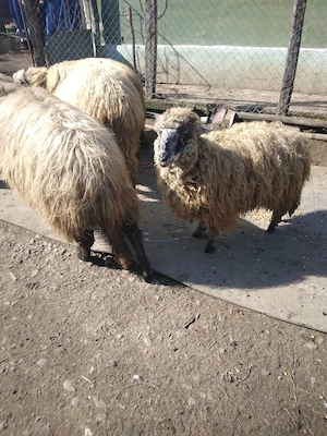 oi de vanzare - imagine 5