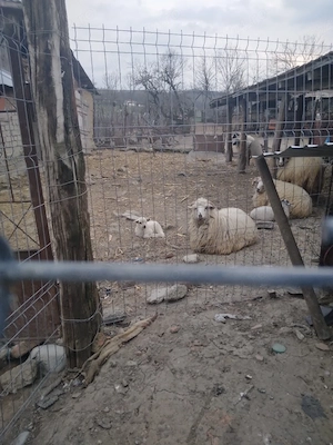 oi de vanzare - imagine 2