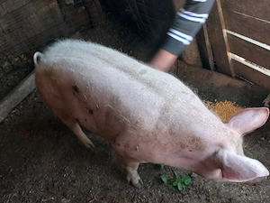 Purcele montate în două luni