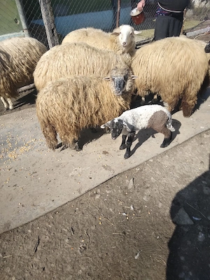 oi de vanzare - imagine 4