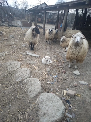 oi de vanzare - imagine 3