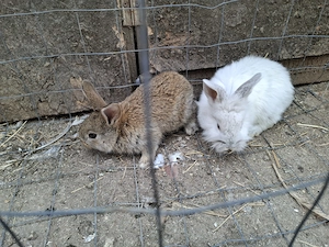 Vand iepuri  - imagine 2