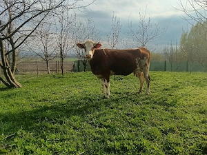 junca baltata cu vitel 6 săptămâni  - imagine 2