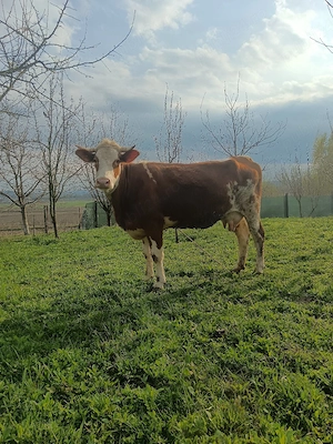 junca baltata cu vitel 6 săptămâni  - imagine 5